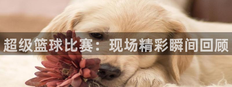 jrkan视频直播nba：超级篮球比赛：现场精彩瞬间回顾